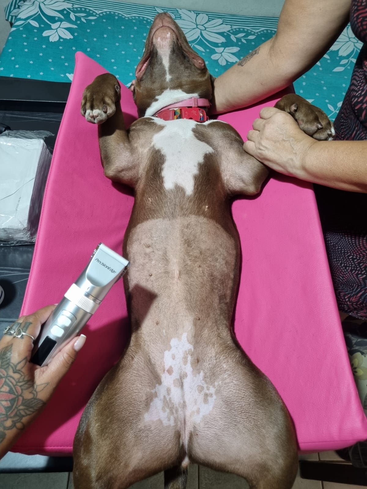 Exame veterinário Ultrapatas